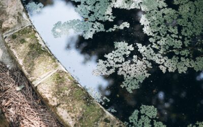 7 Powerful Steps: How to Get Rid of Algae in Pool Quickly