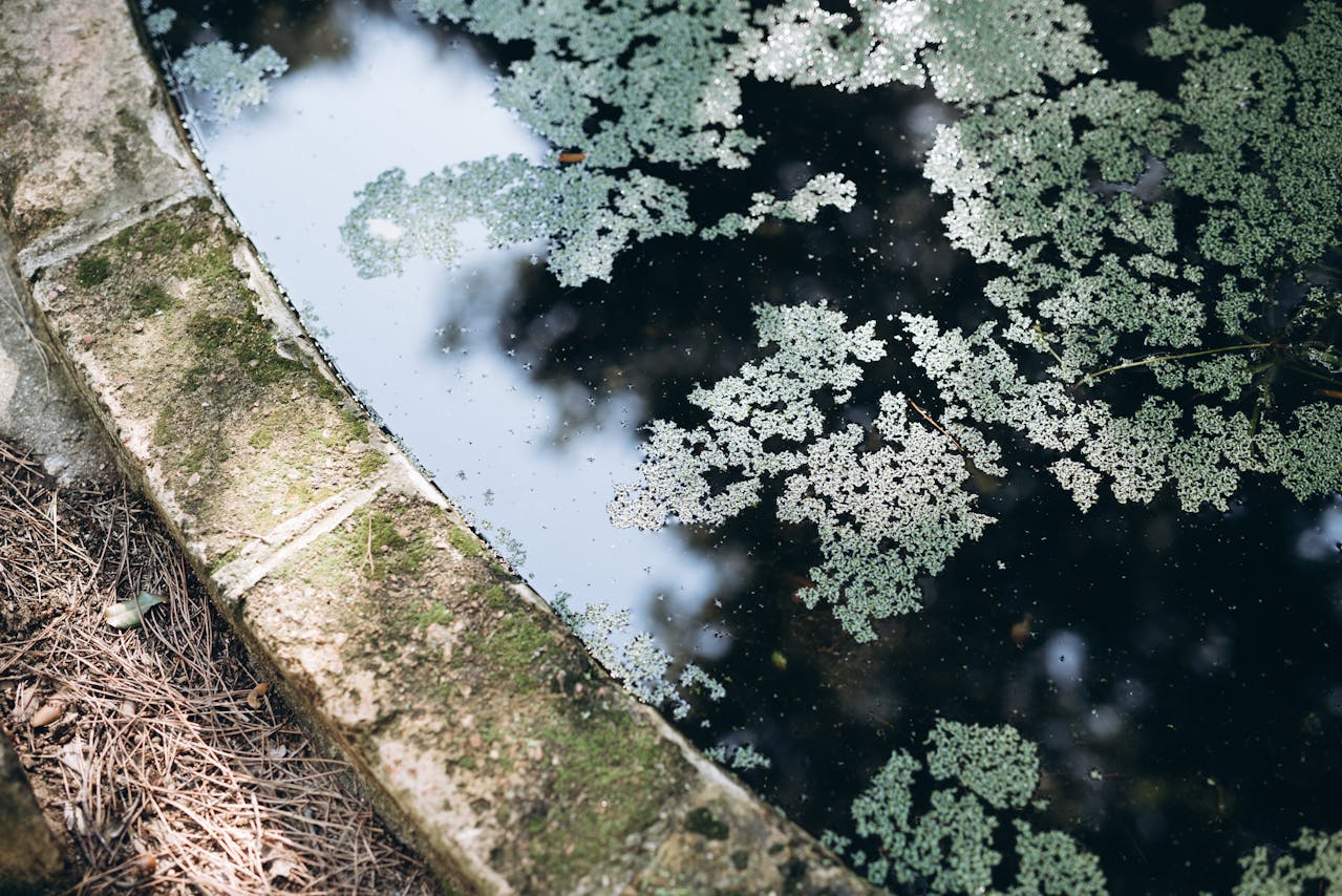 7 Powerful Steps: How to Get Rid of Algae in Pool Quickly